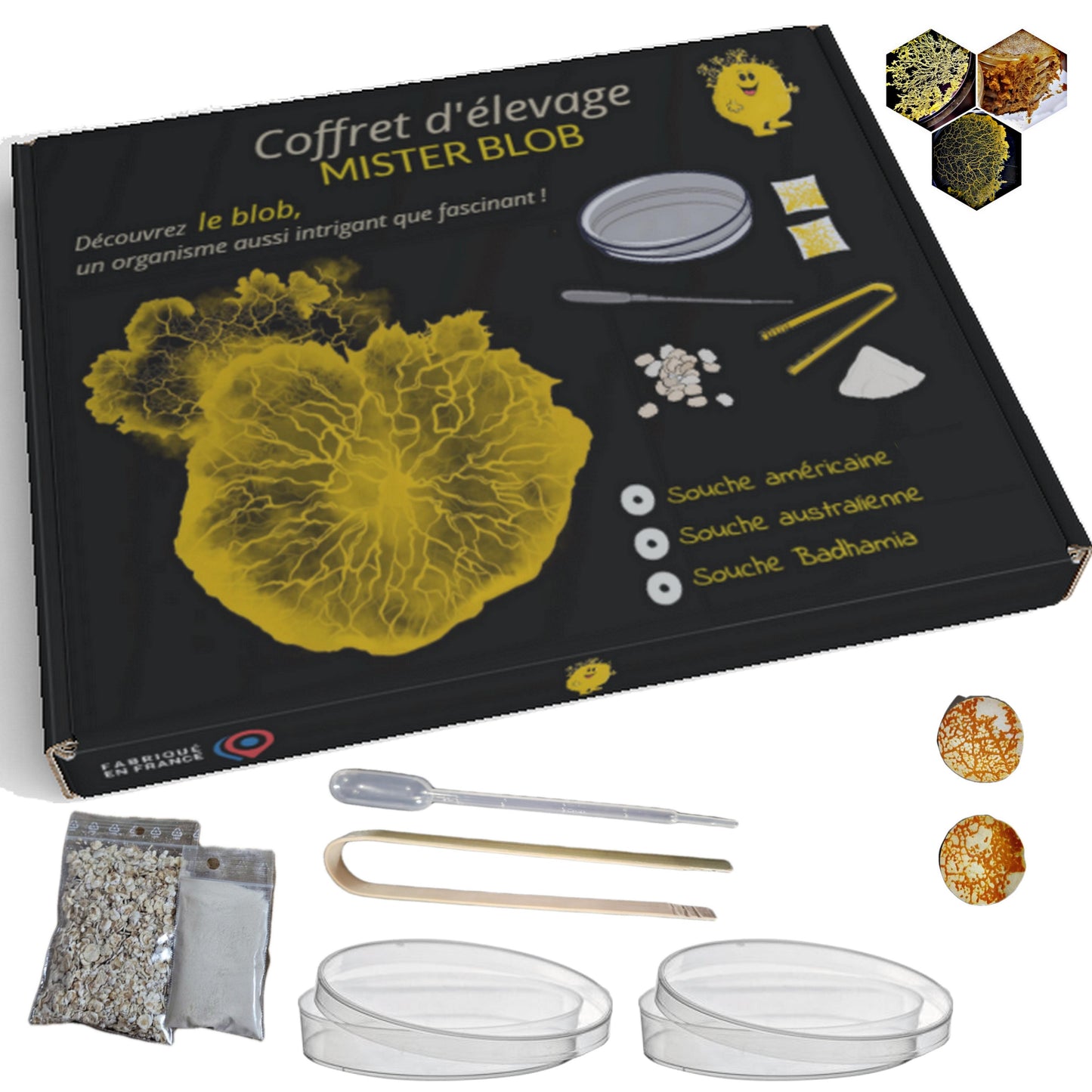 Coffret d'élevage blob : souche Badhamia