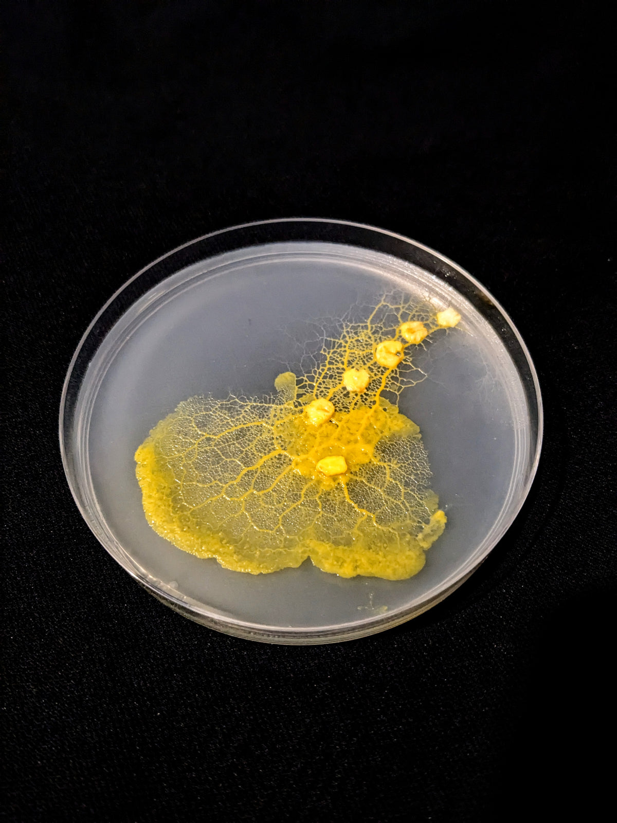 Kit d'élevage Blob Physarum polycephalum Kit d'élevage Blob Physarum polycephalum
